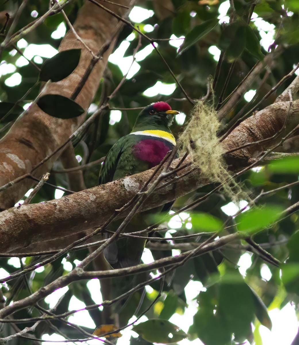 White-breasted Fruit-Dove - ML616778832