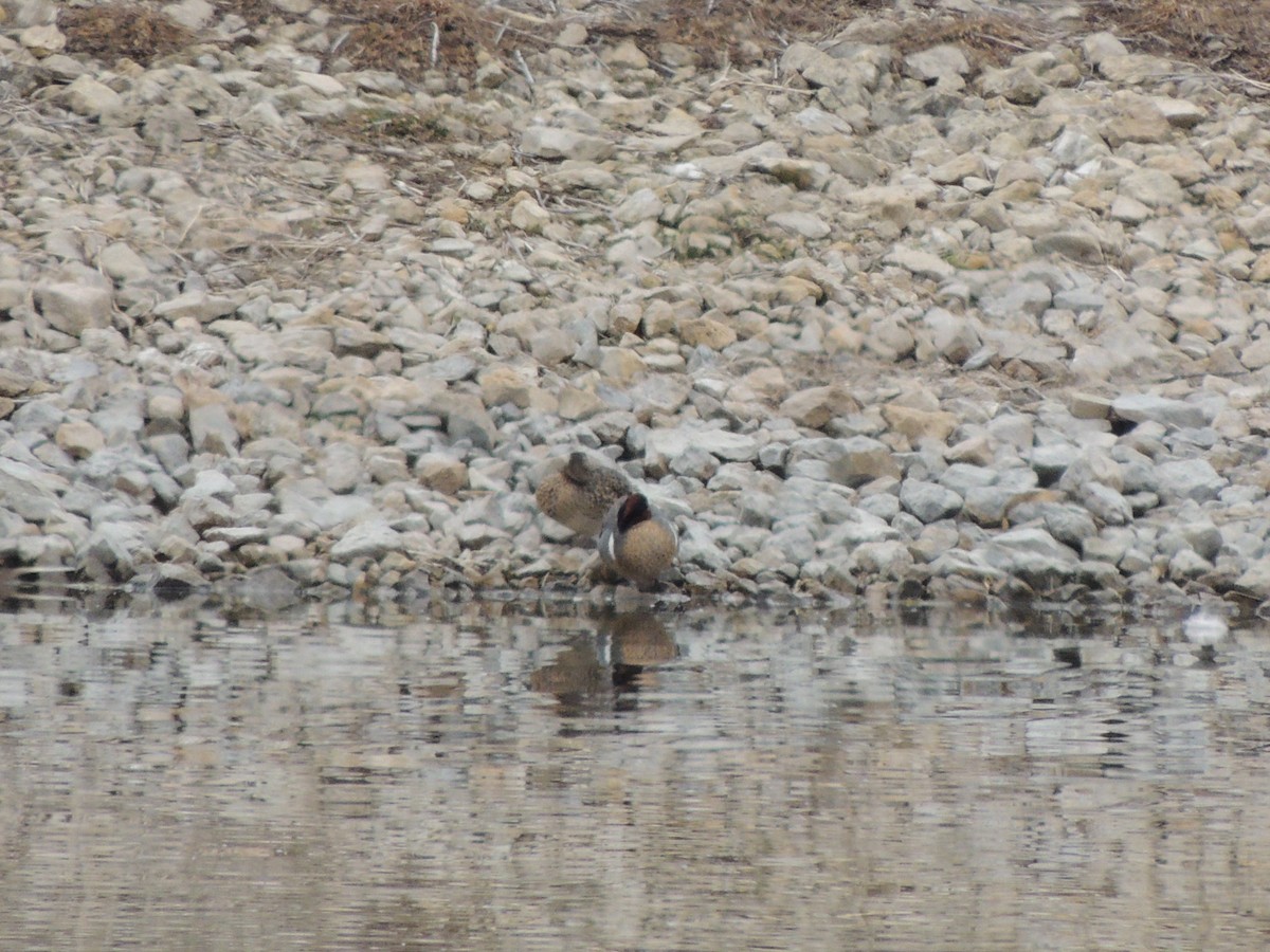 Green-winged Teal - ML616778916