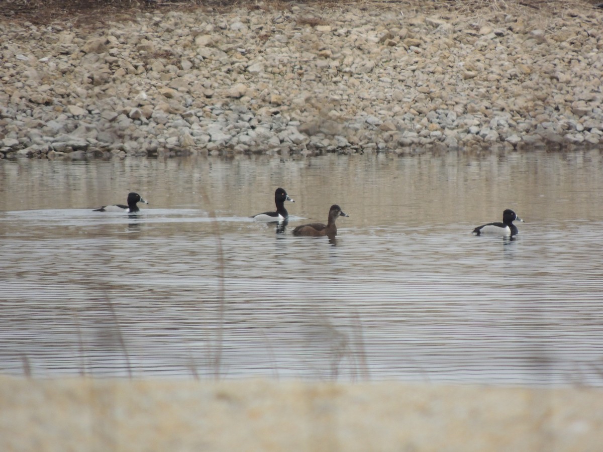 Ring-necked Duck - ML616778967