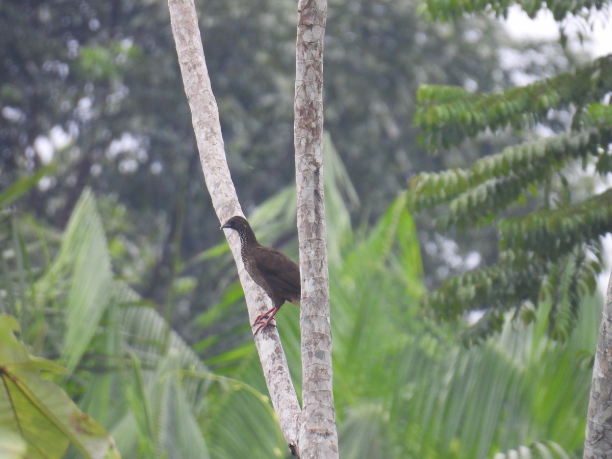 Speckled Chachalaca - ML616778969