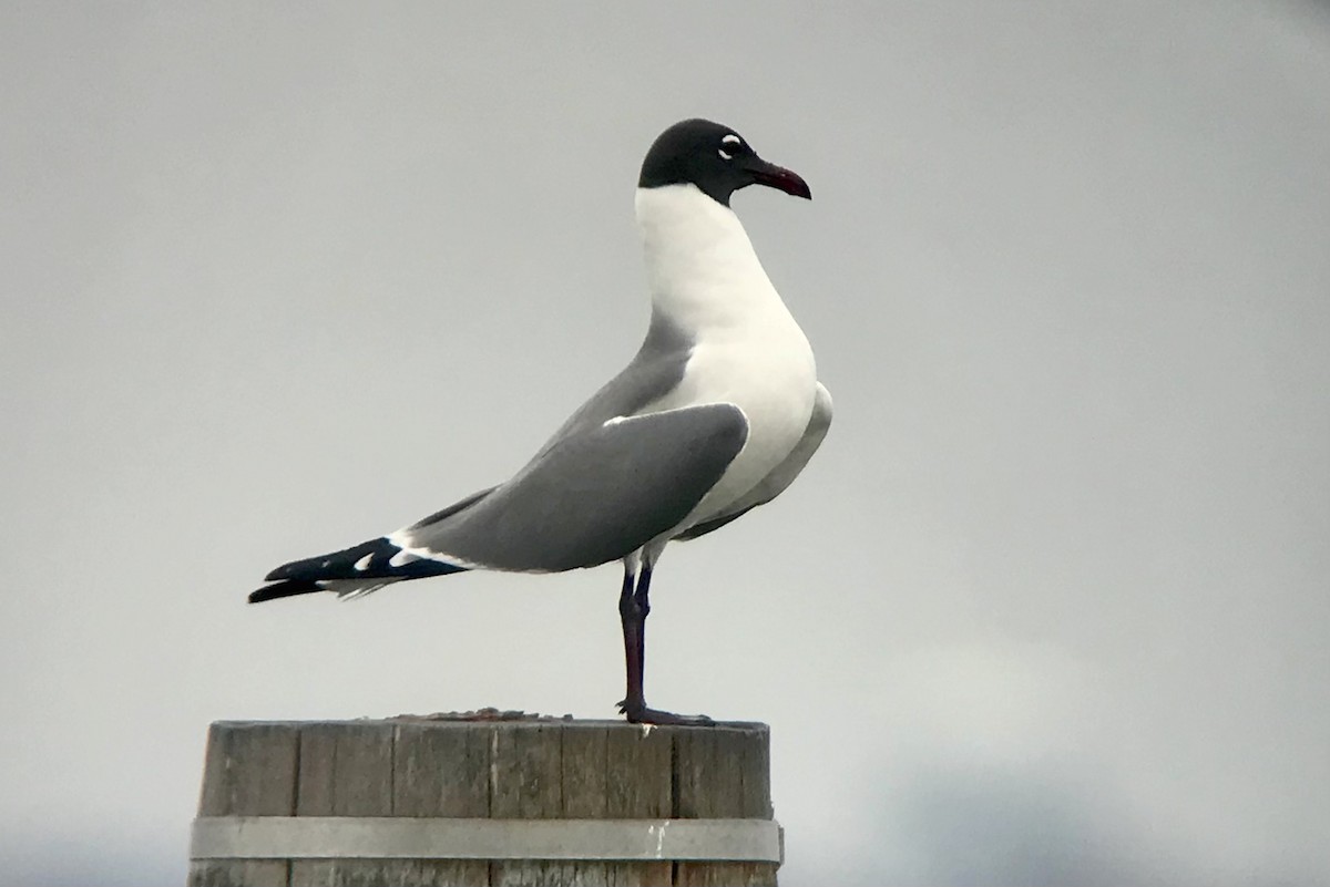 Laughing Gull - ML616778974