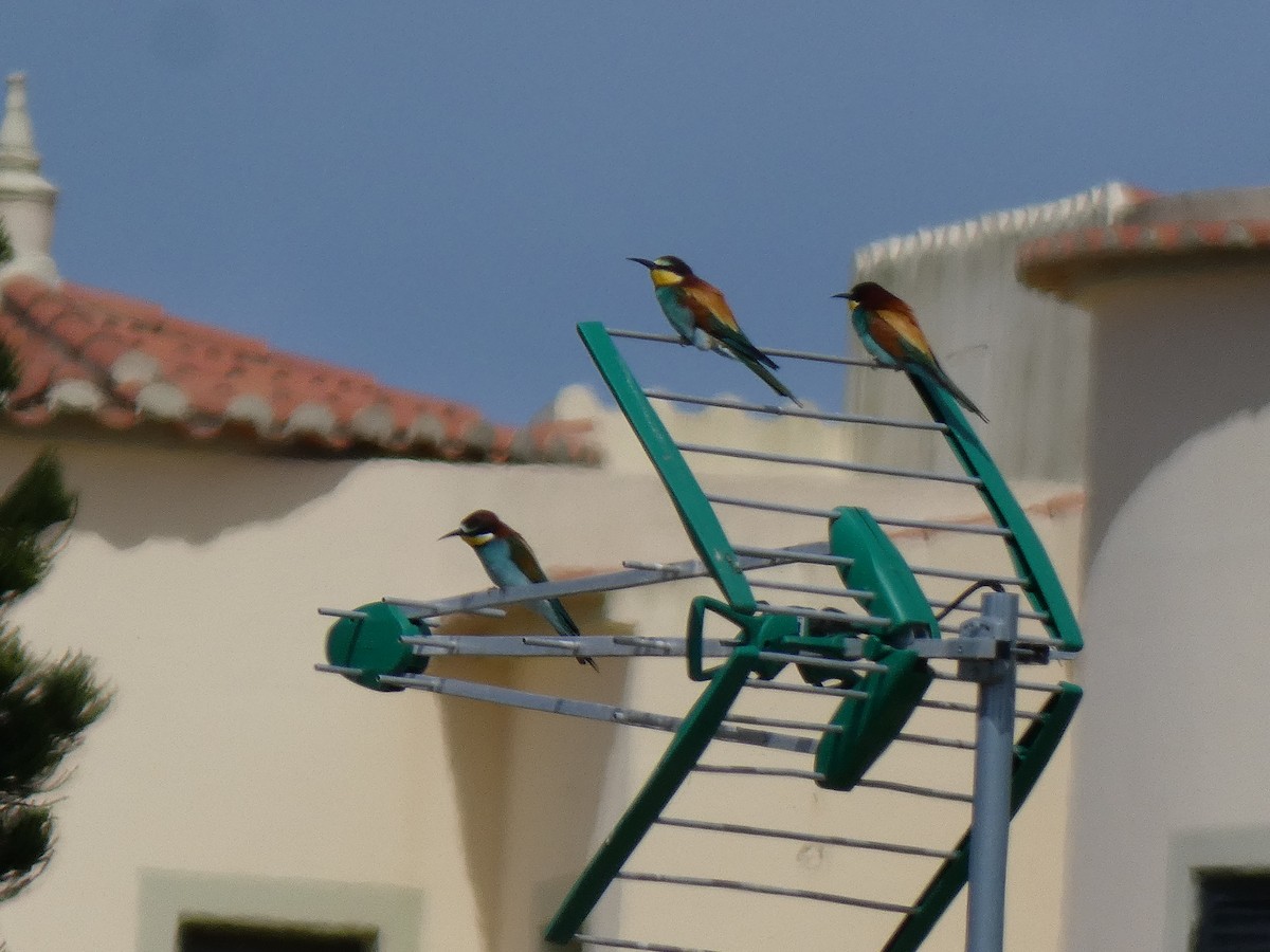 European Bee-eater - ML616778977