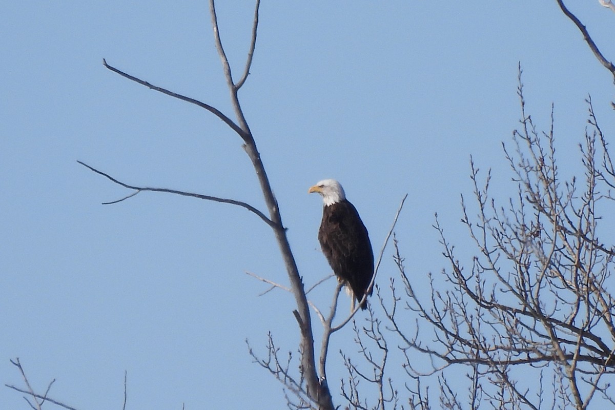 Bald Eagle - ML616778980