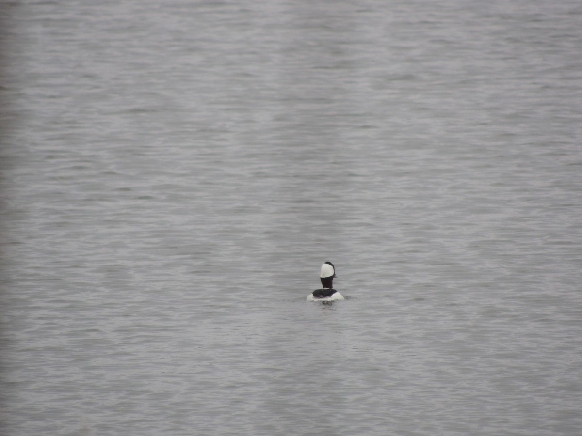 Bufflehead - ML616778989