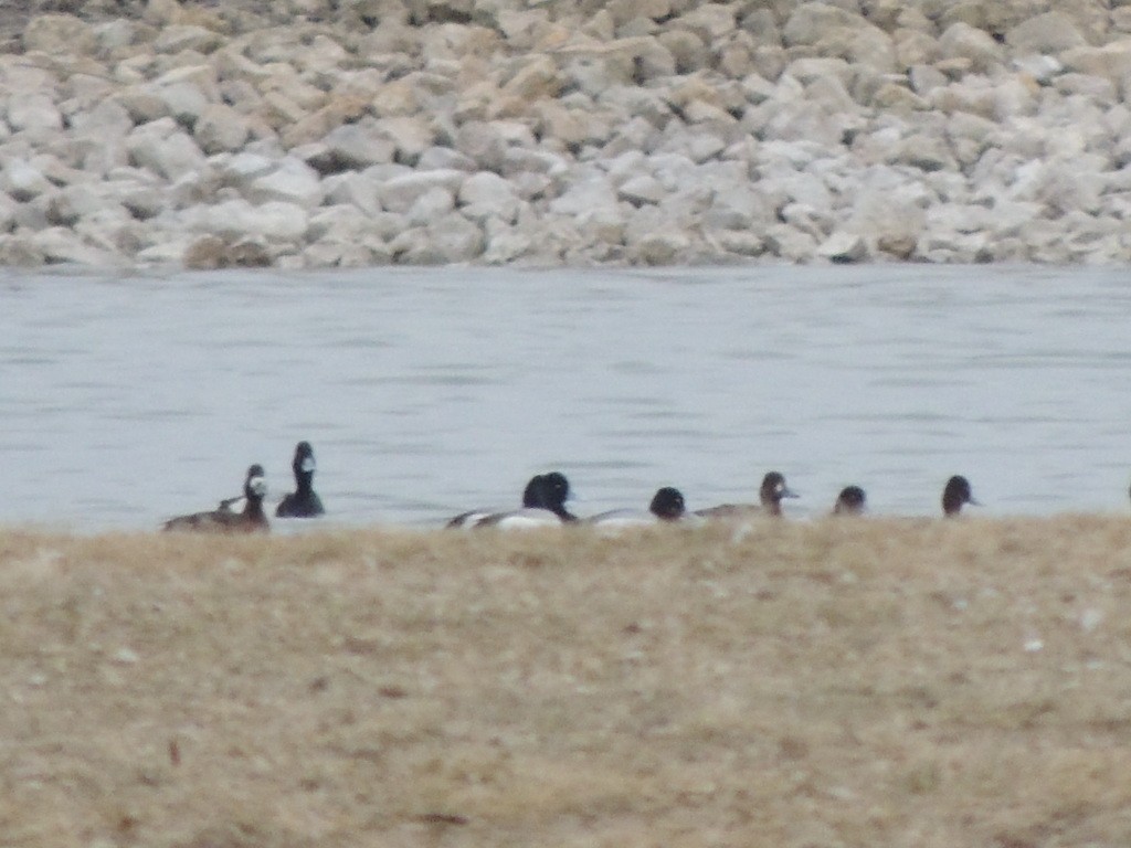 Lesser Scaup - ML616779004