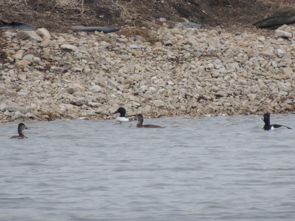 Northern Shoveler - ML616779009