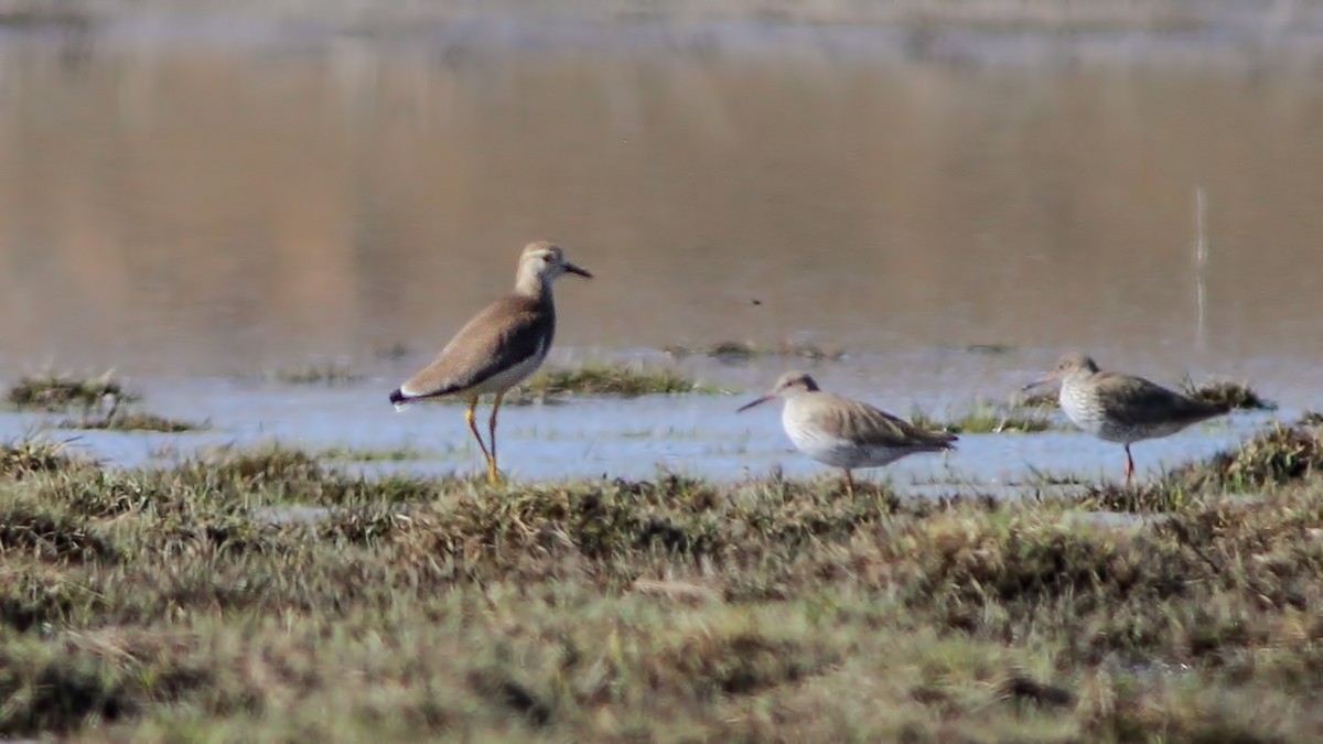 White-tailed Lapwing - ML616779016