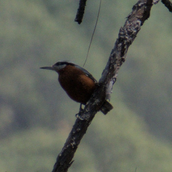 Chestnut-bellied Nuthatch - ML616779019