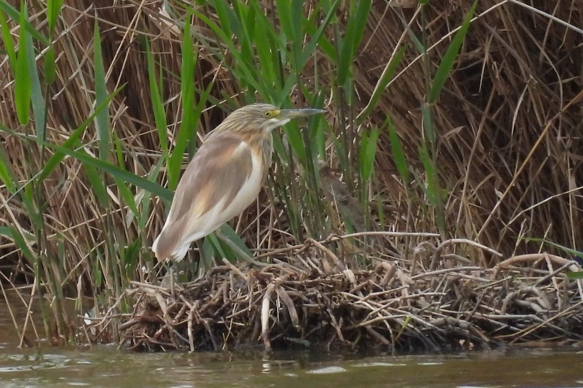 Squacco Heron - ML616779043