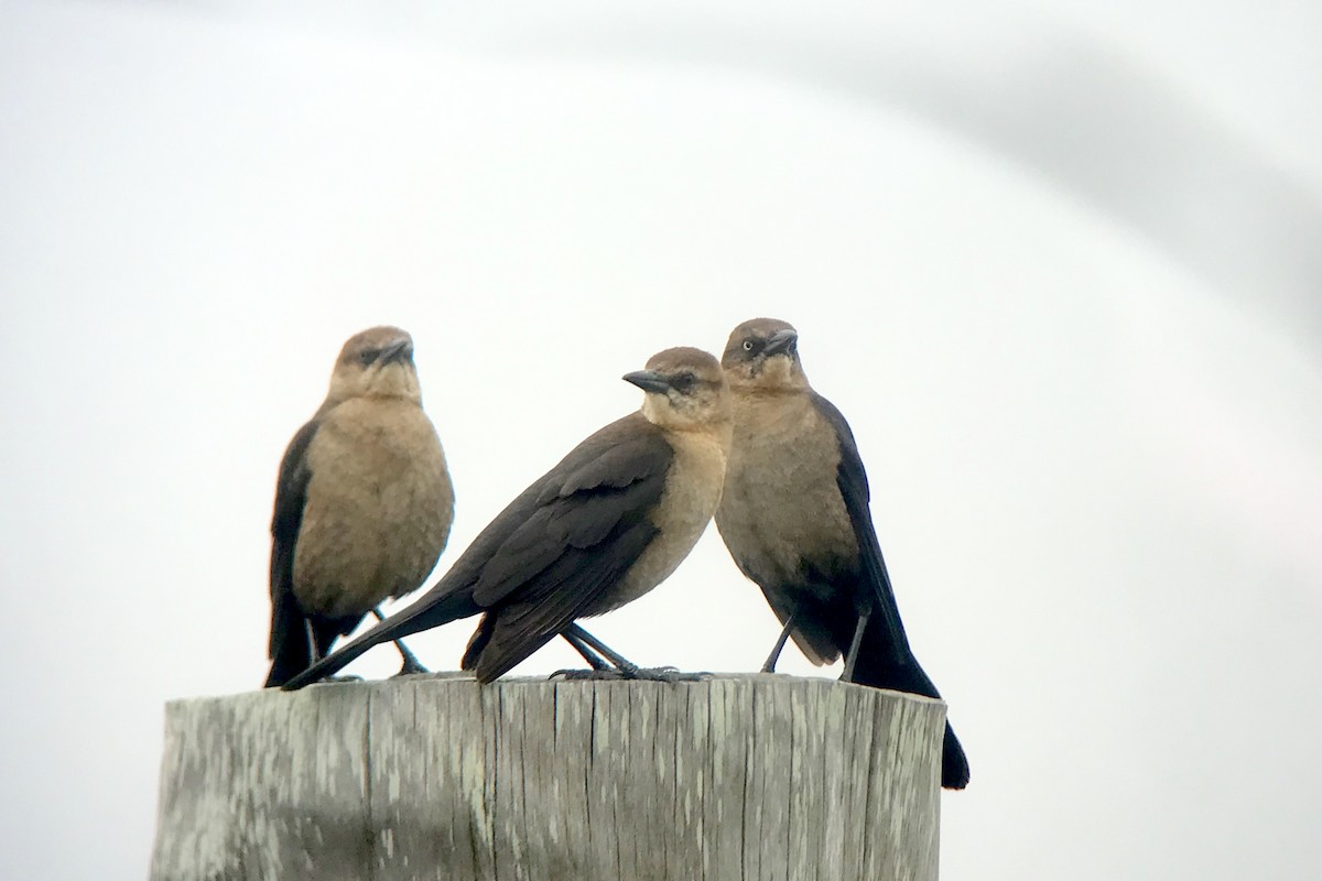 Boat-tailed Grackle - ML616779065