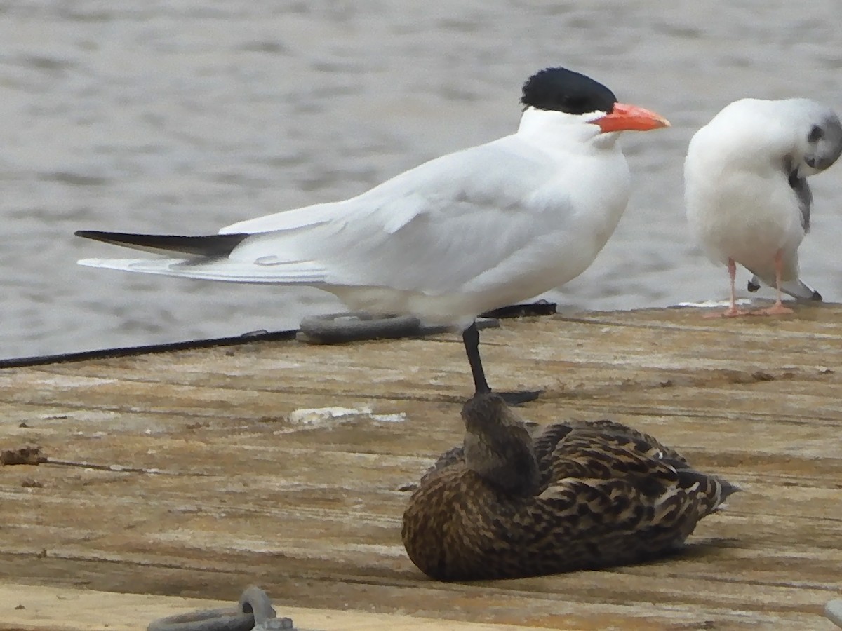 Caspian Tern - ML616779094