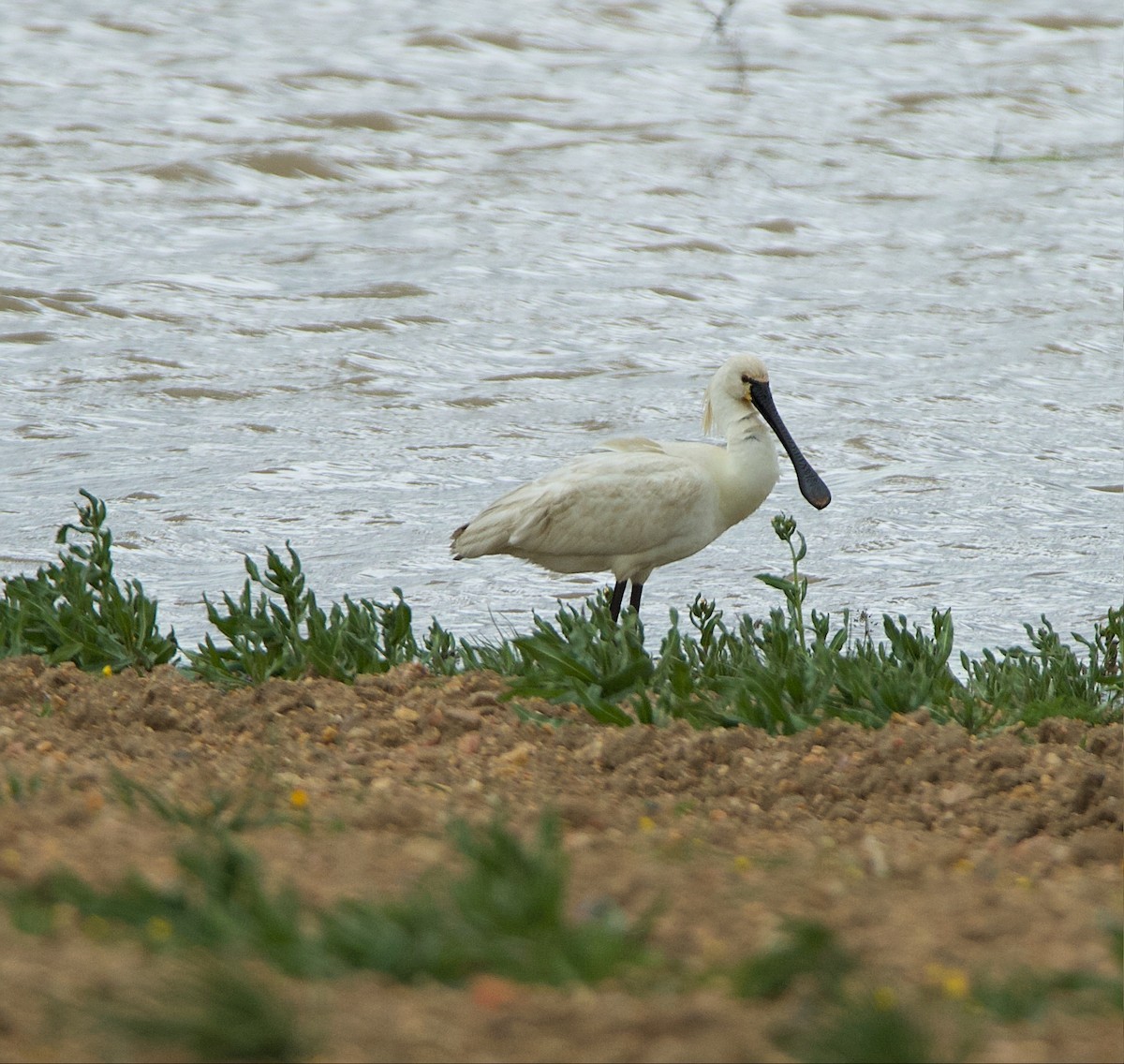 Eurasian Spoonbill - ML616779118