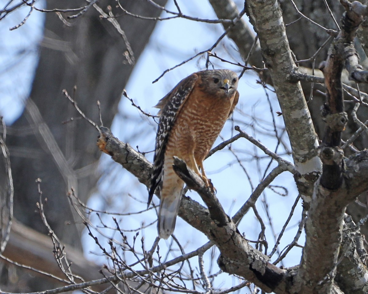 Red-shouldered Hawk - ML616779130