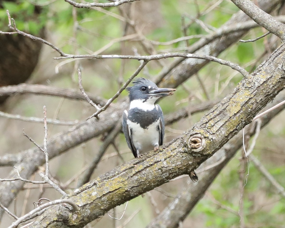 Belted Kingfisher - ML616779149