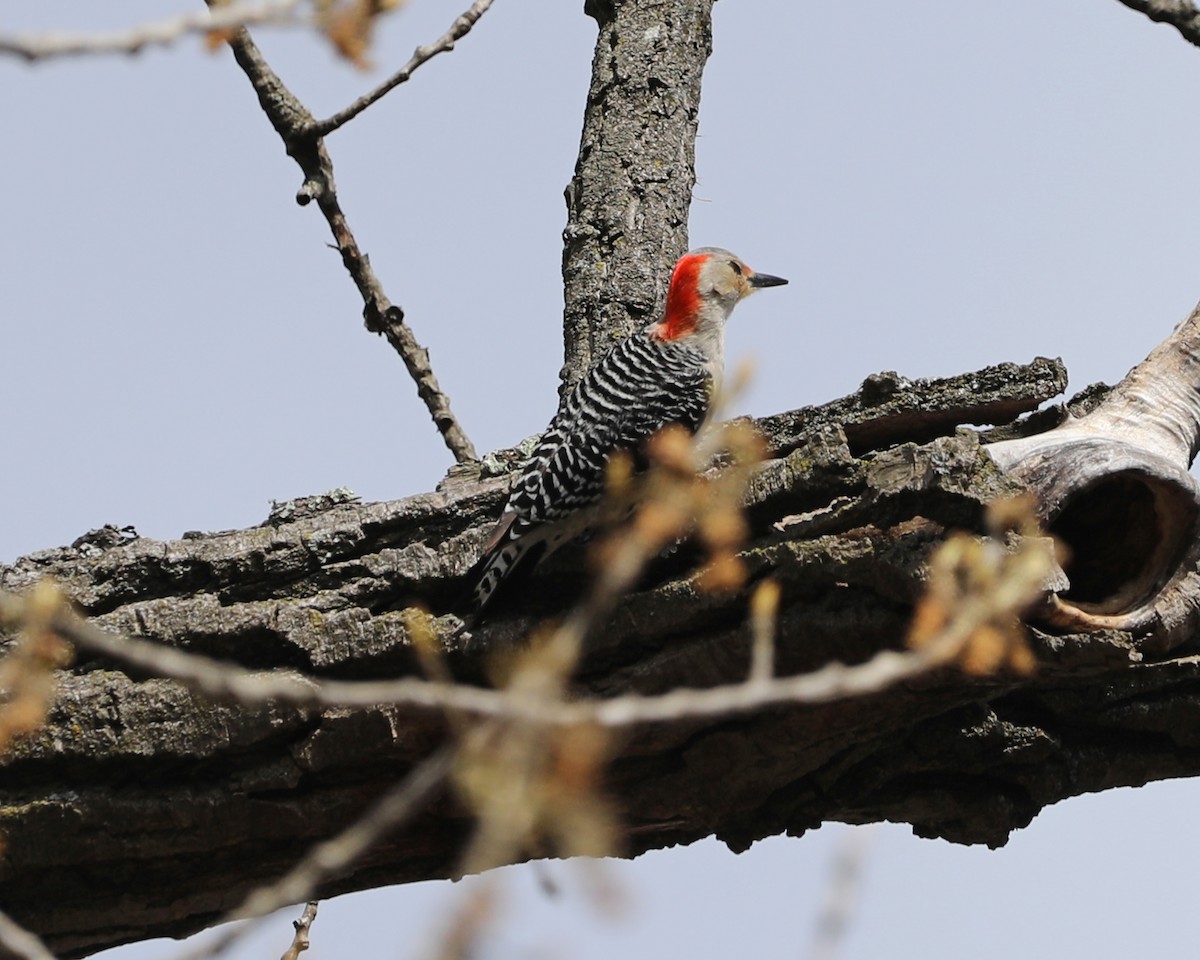 Red-bellied Woodpecker - ML616779153