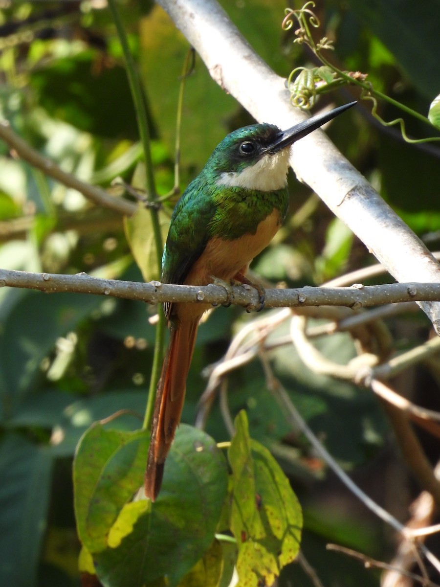 Jacamar à queue rousse - ML616779187