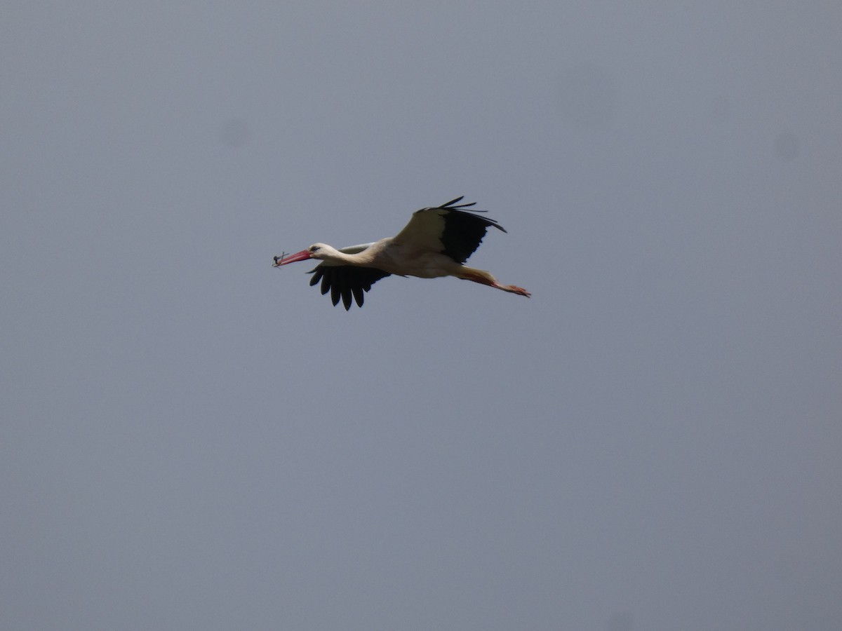 White Stork - ML616779215