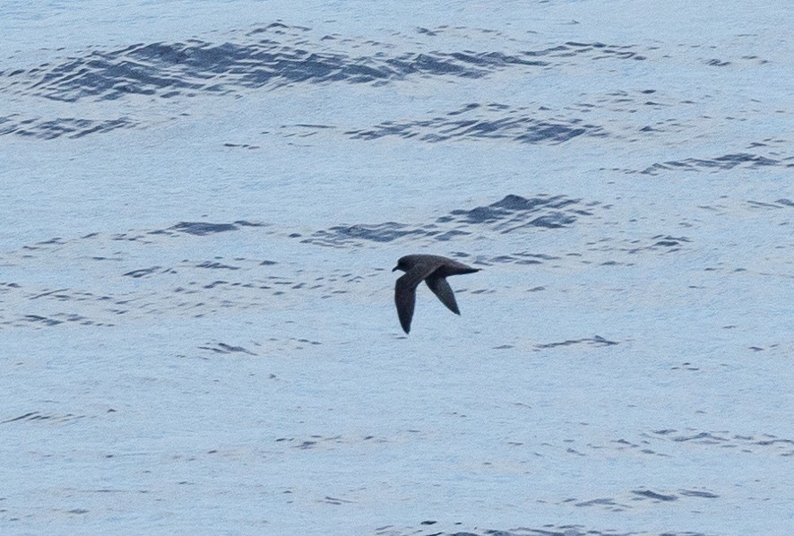 Petrel de las Kerguelen - ML616779219