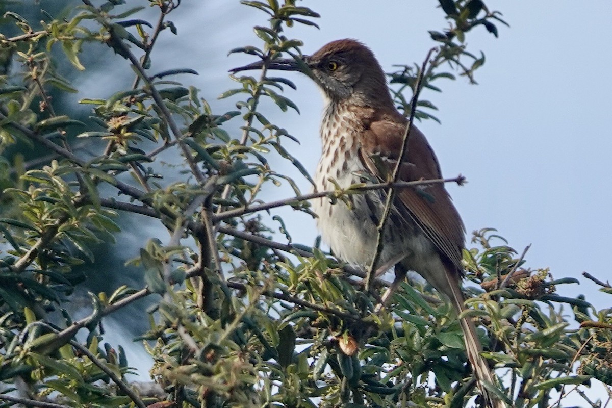 Brown Thrasher - ML616779289