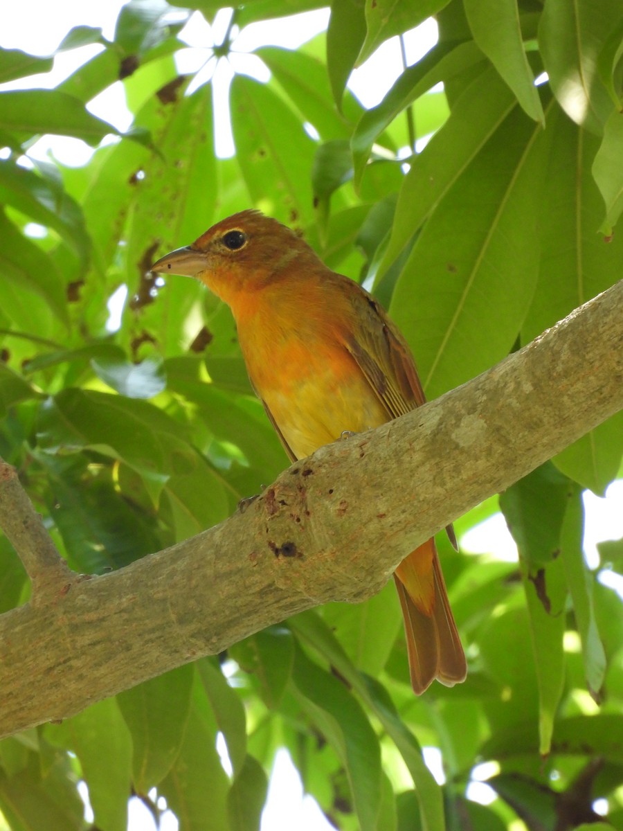 Summer Tanager - ML616779295