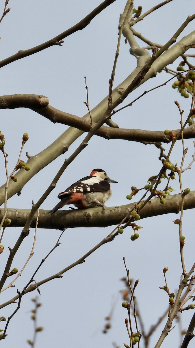 Syrian Woodpecker - ML616779305