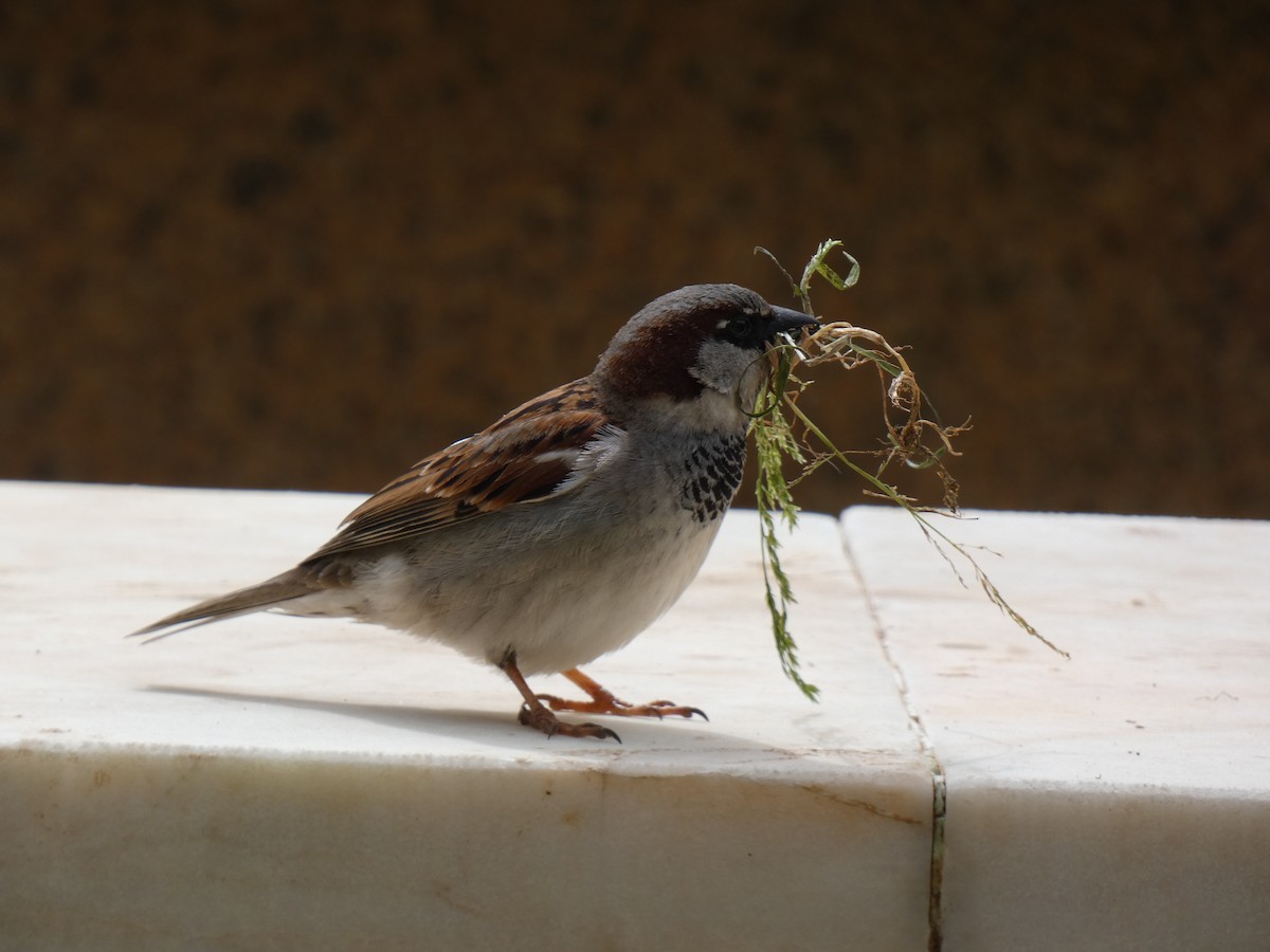 House Sparrow - ML616779314