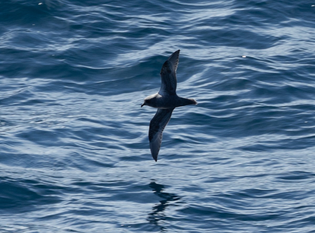 Petrel de las Kerguelen - ML616779319