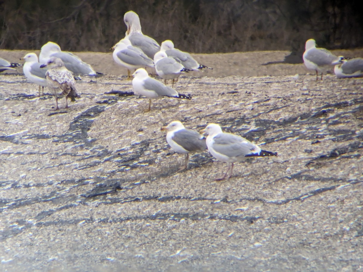 Gaviota Sombría - ML616779358