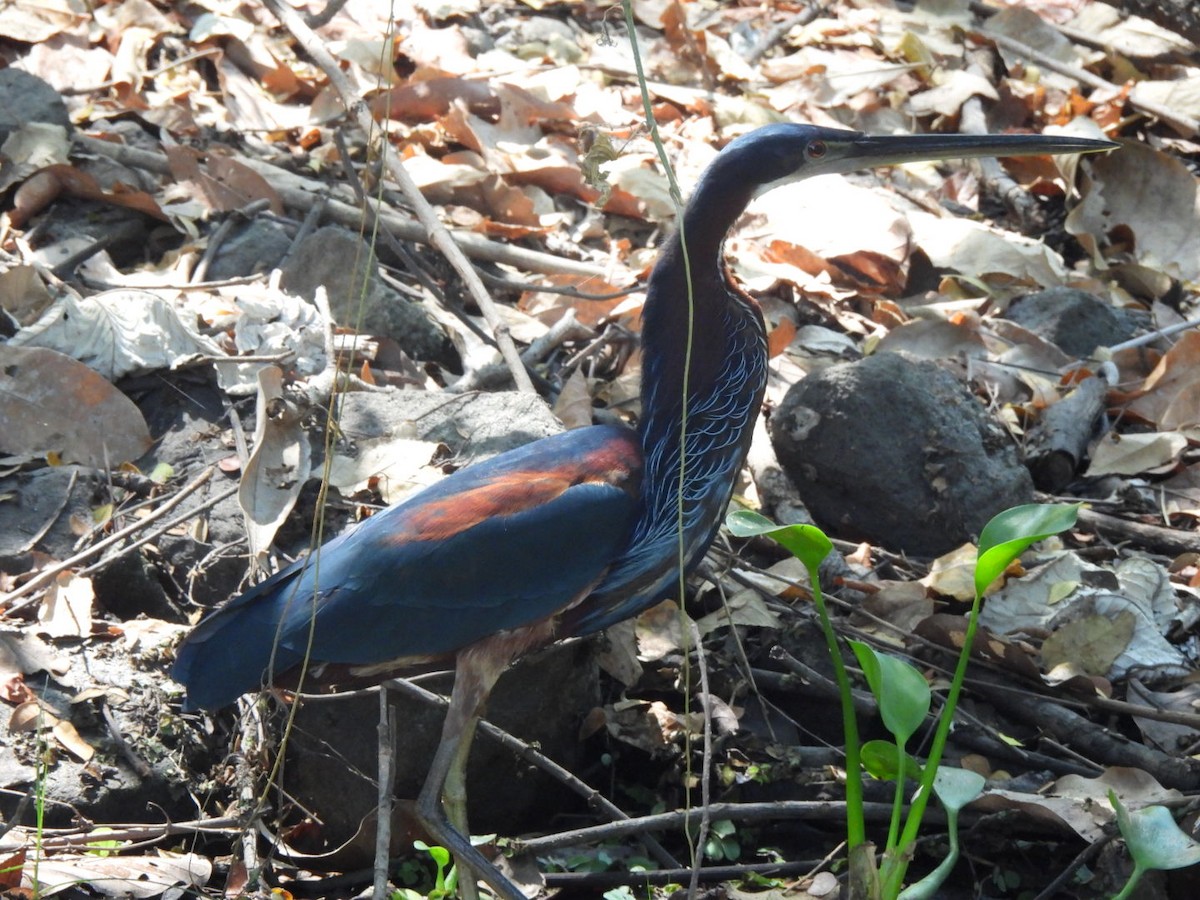 Agami Heron - Abbott Domínguez