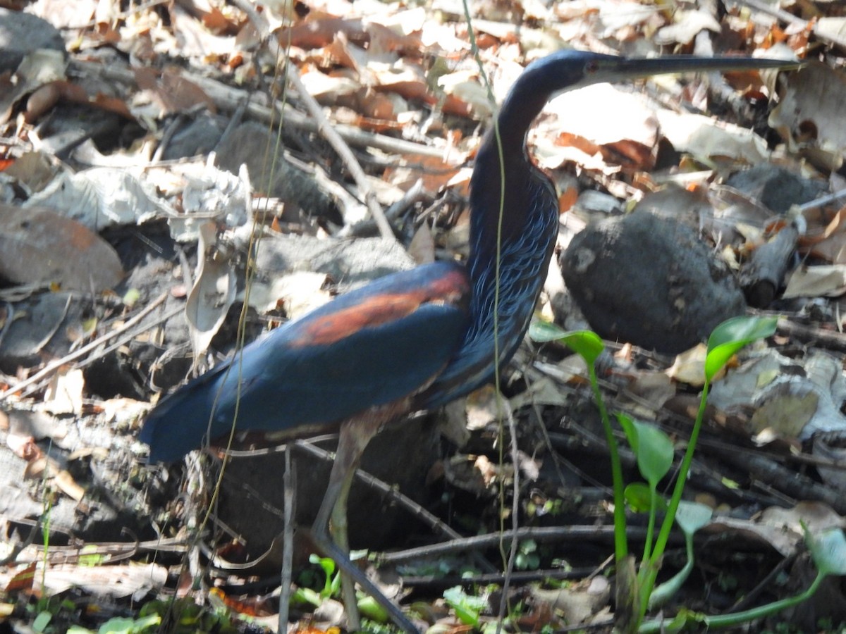 Agami Heron - Abbott Domínguez