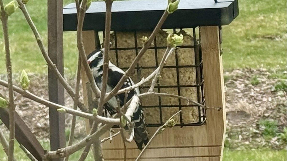 Hairy Woodpecker - ML616779384