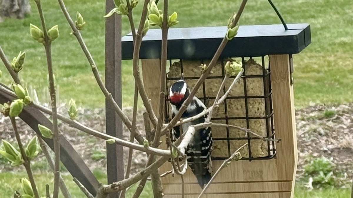 Hairy Woodpecker - ML616779385