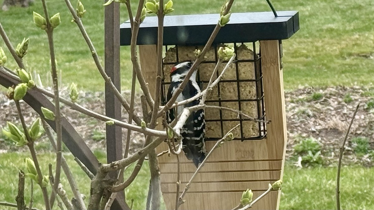 Hairy Woodpecker - ML616779386