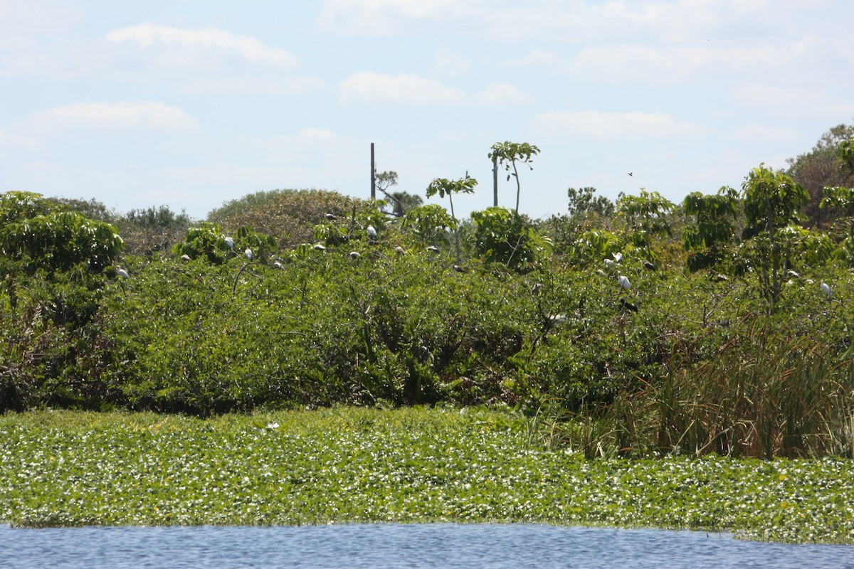 White Ibis - ML616779438