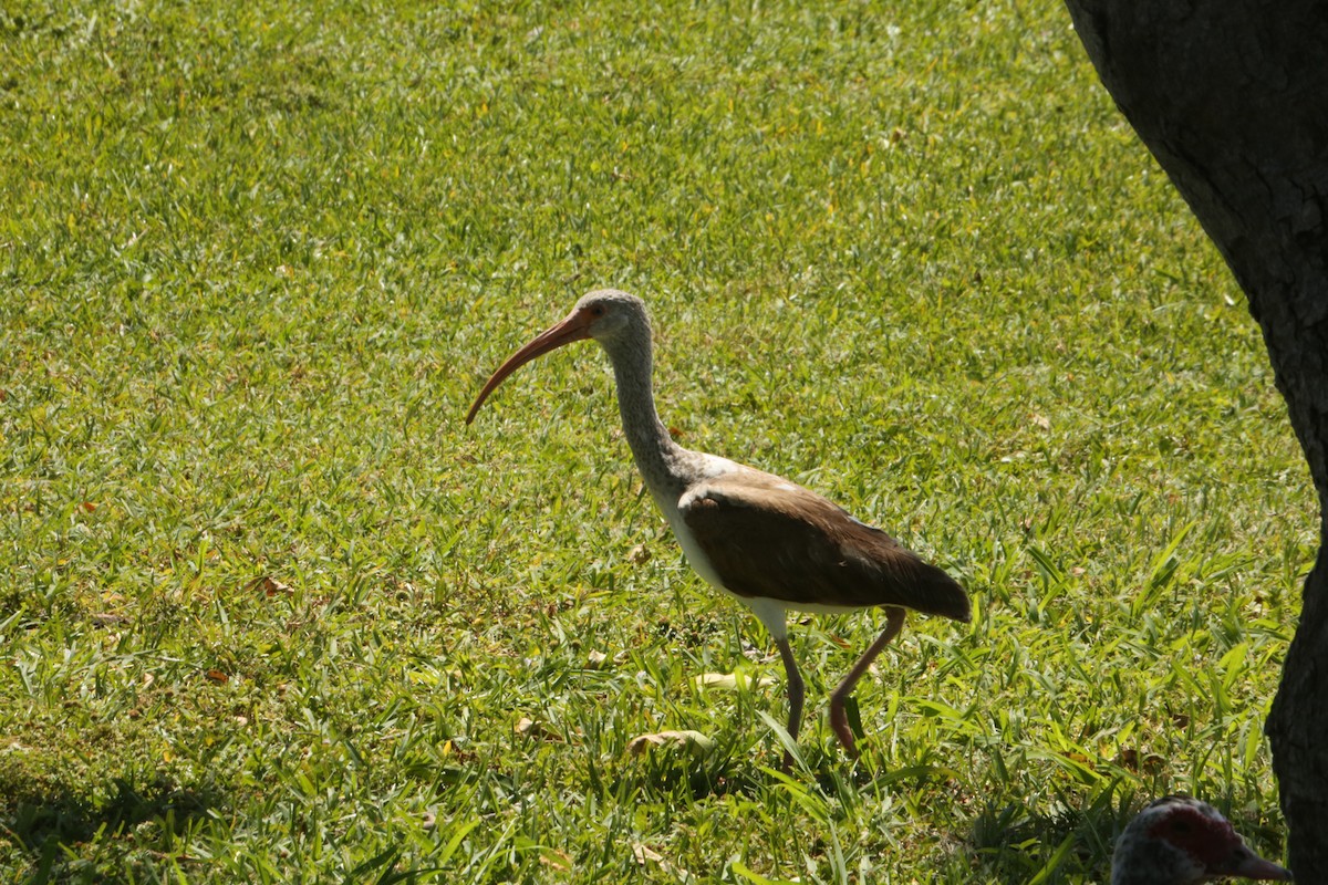 White Ibis - ML616779439