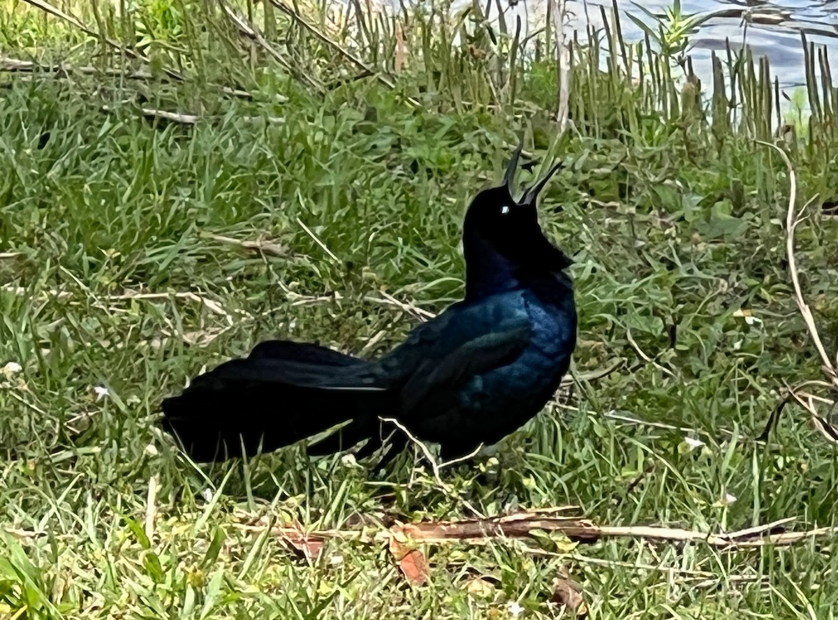 Boat-tailed Grackle - ML616779462