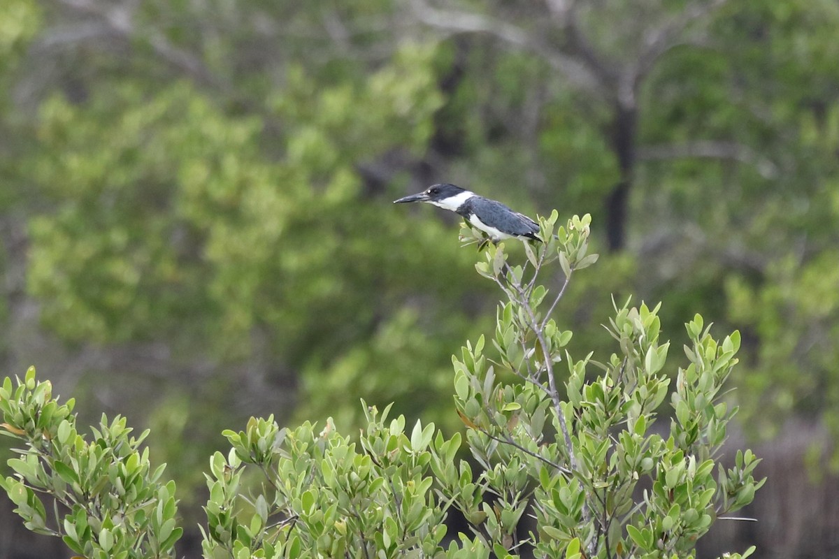 Belted Kingfisher - ML616779492