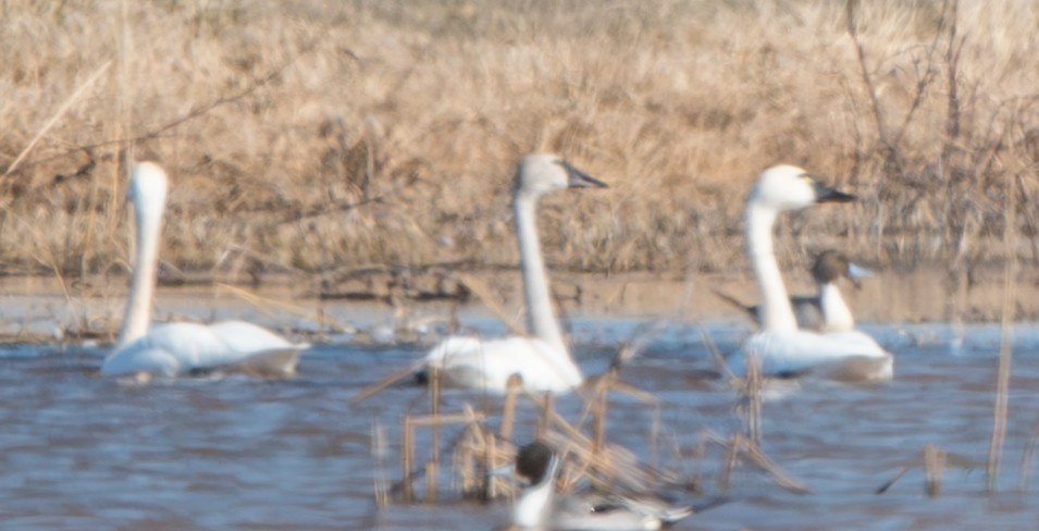 Tundra Swan - Trina Arnold