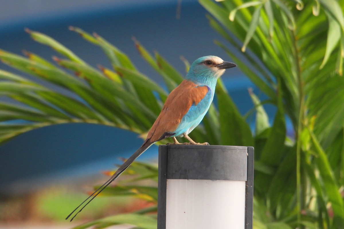 Abyssinian Roller - ML616779546