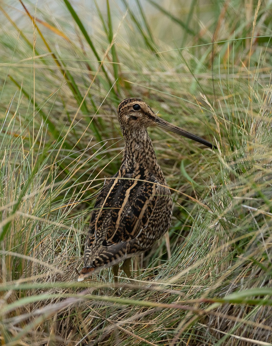 Magellanic Snipe - ML616779554