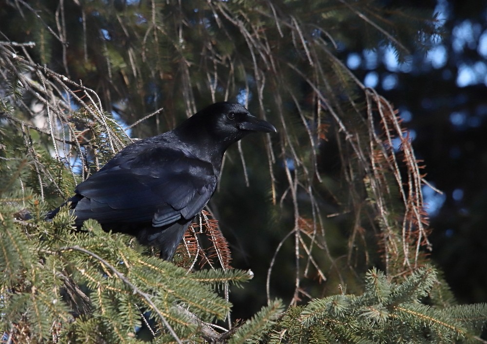 American Crow - ML616779559