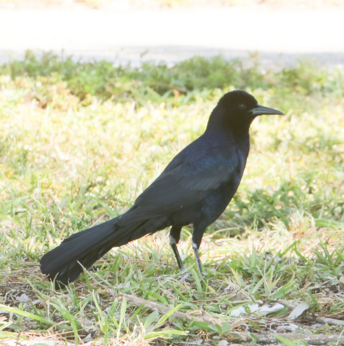 Boat-tailed Grackle - ML616779572