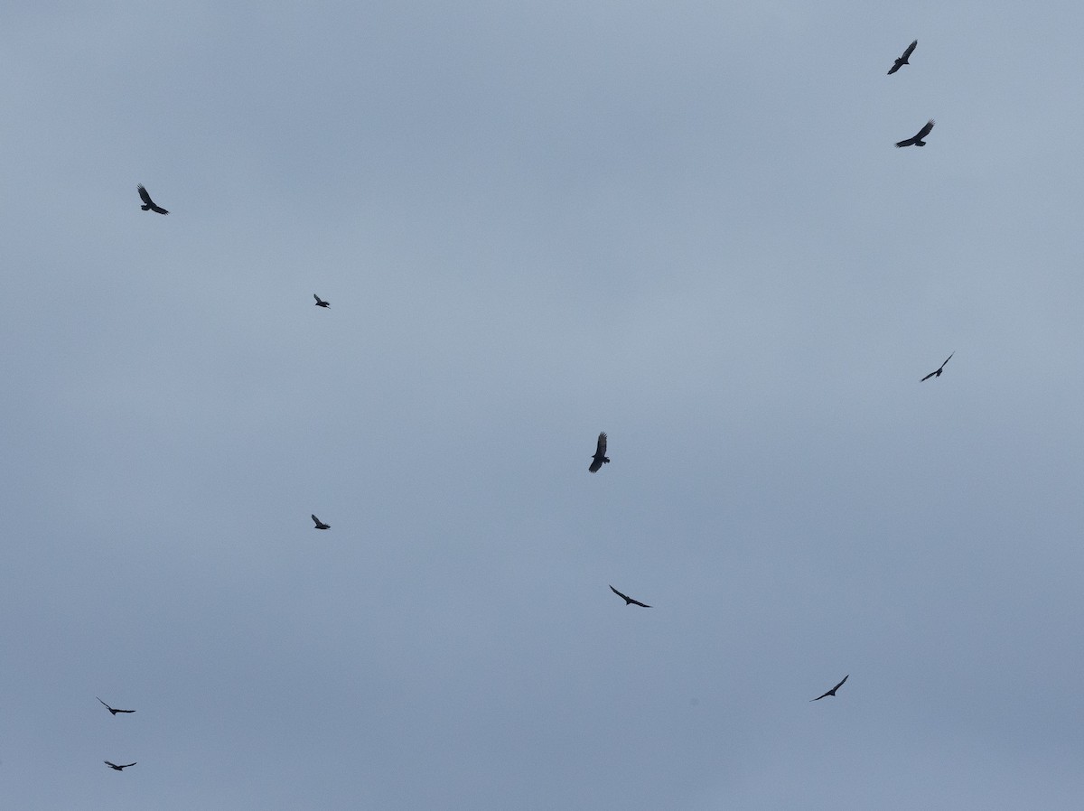 Turkey Vulture (South Temperate) - ML616779577