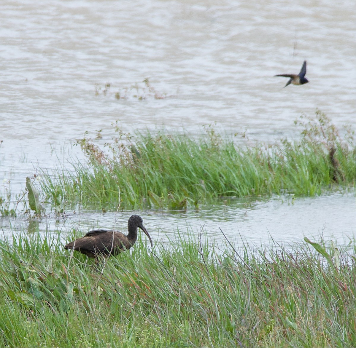 Glossy Ibis - ML616779595