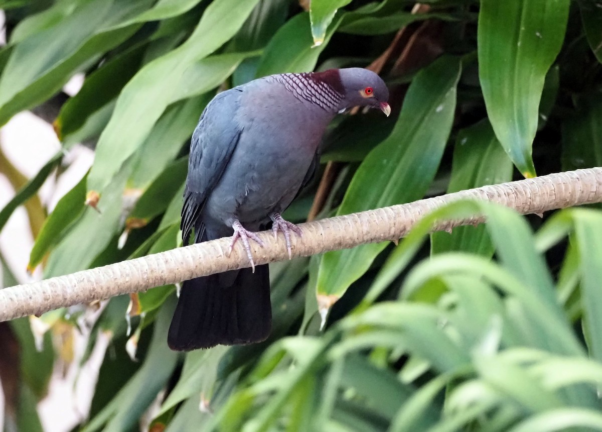 Scaly-naped Pigeon - ML616779626