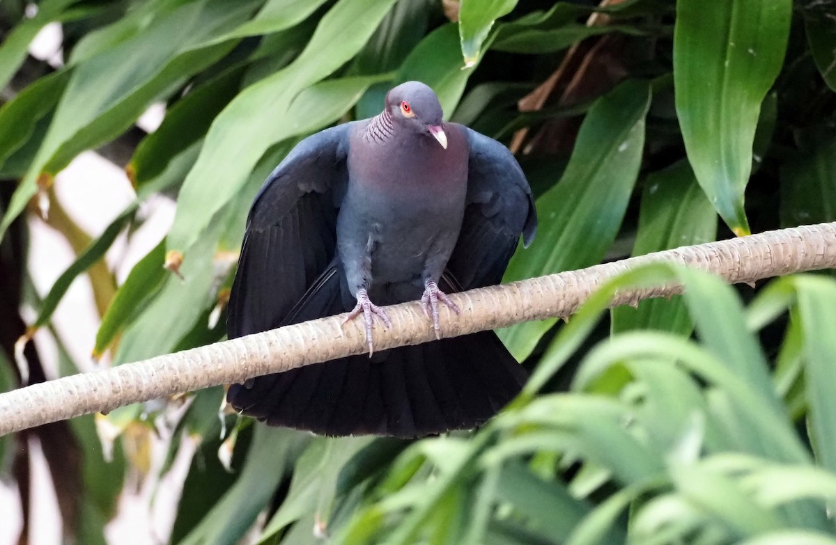 Scaly-naped Pigeon - ML616779627