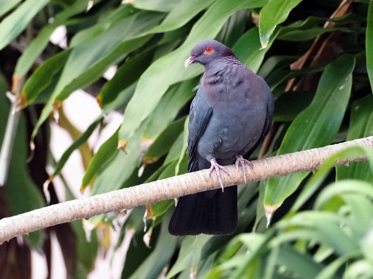 Scaly-naped Pigeon - ML616779628