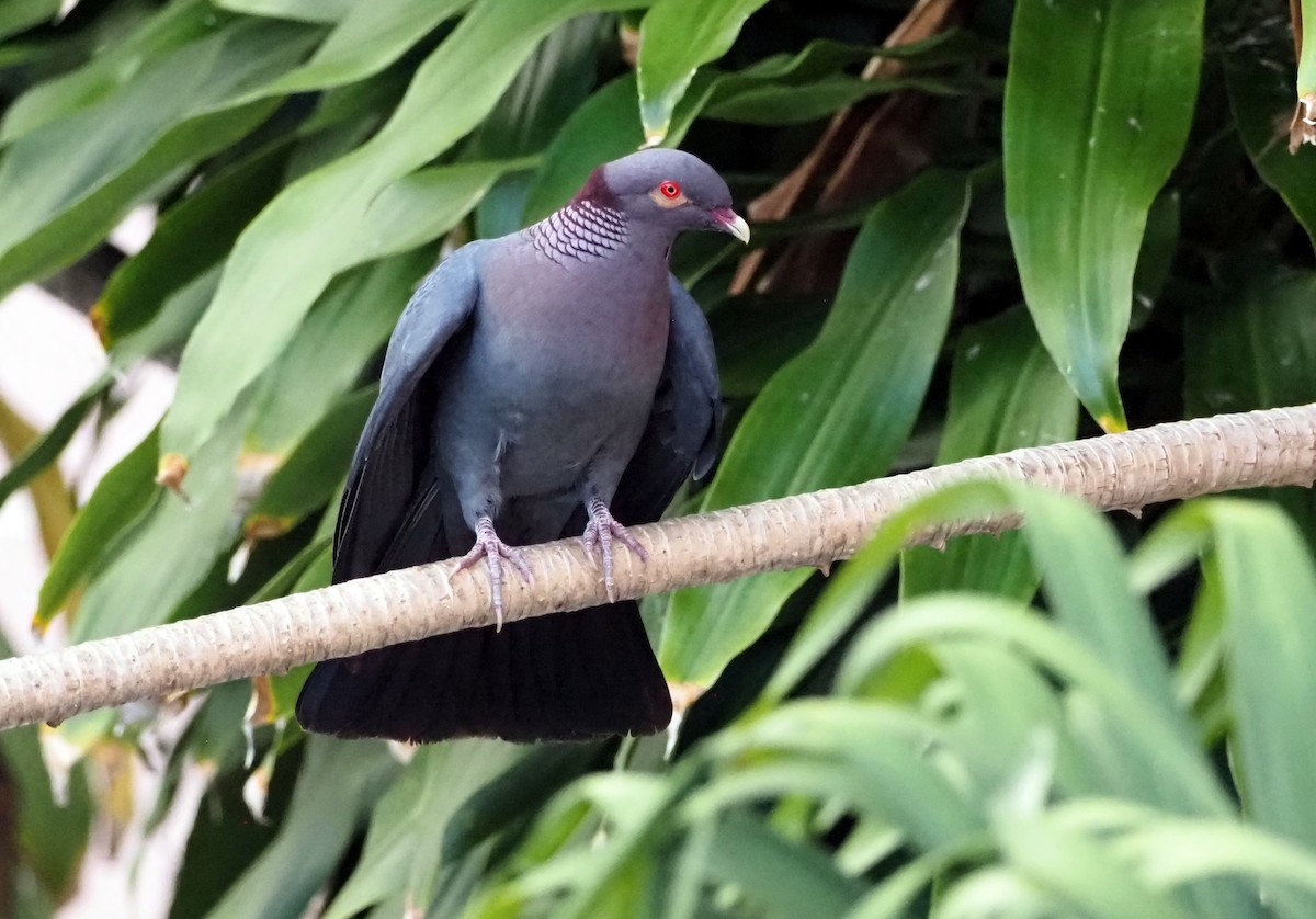 Scaly-naped Pigeon - ML616779629