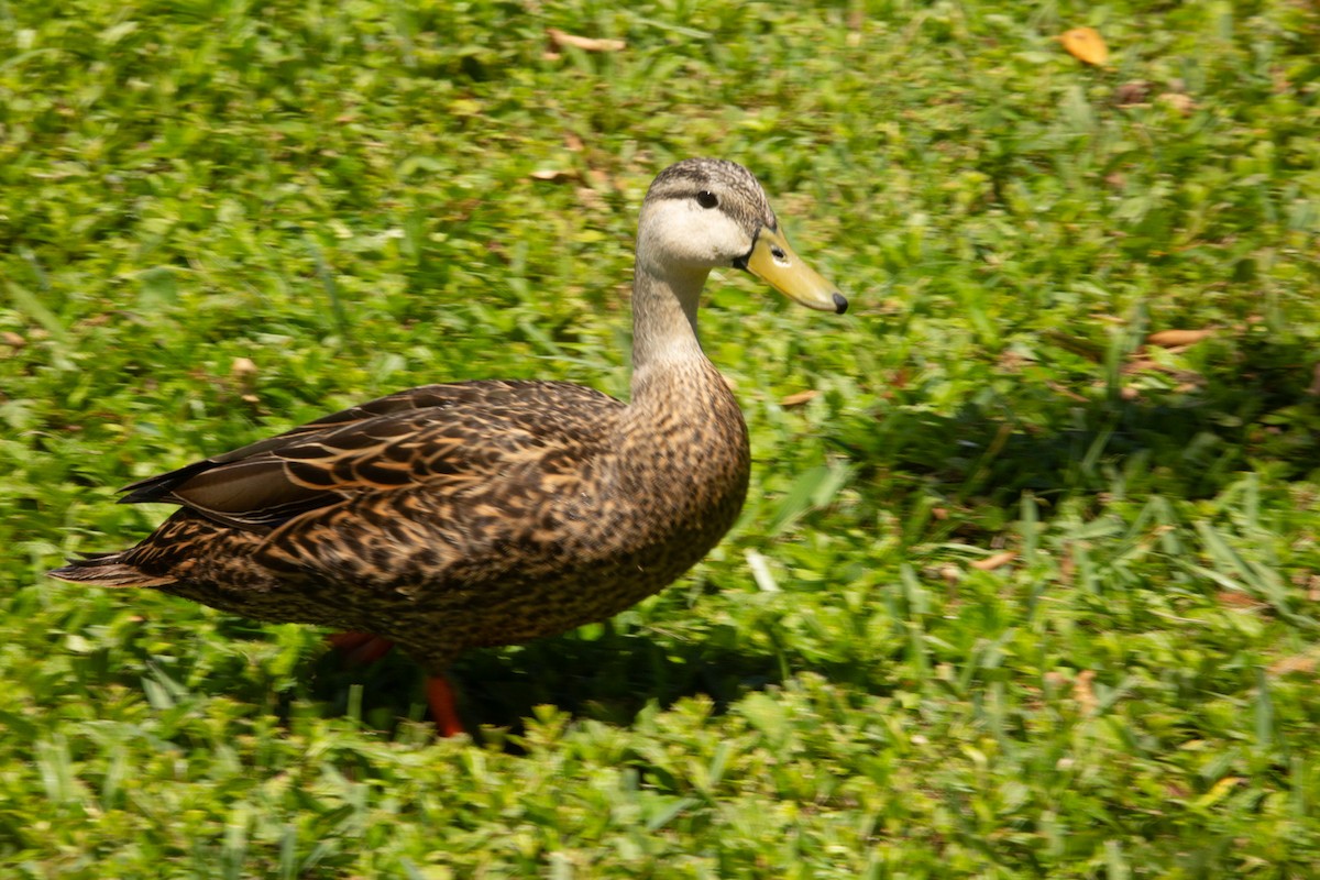 Mottled Duck - ML616779632