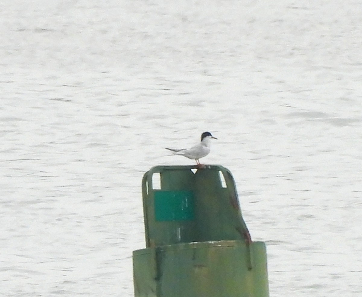 Forster's Tern - ML616779657